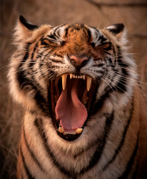Tigre 1