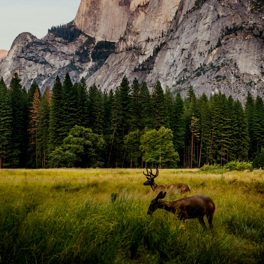 Imagem de alguns cervos em seu habitat natural